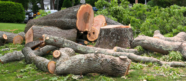 How Our Tree Care Process Works  in  Island Park, NY