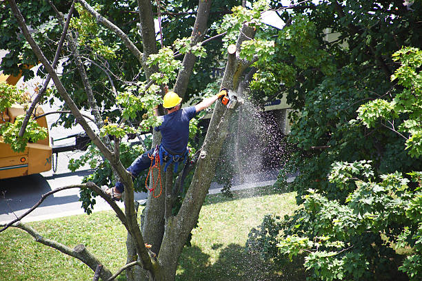 Trusted Island Park, NY Tree Care Experts